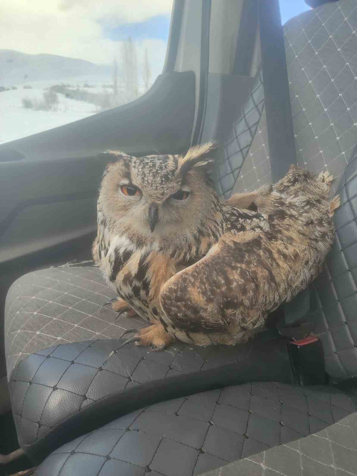 Bayburt’ta duyarlı vatandaşın yaralı halde bulduğu puhu kuduz çıktı
