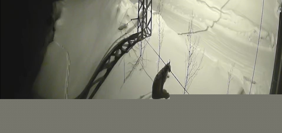 Bayburt’ta köye inen vaşak güvenlik kamerasında: Yol kenarında durup çevreyi izledi
