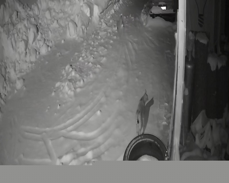 Bayburt’ta köye inen vaşak güvenlik kamerasında: Yol kenarında durup çevreyi izledi
