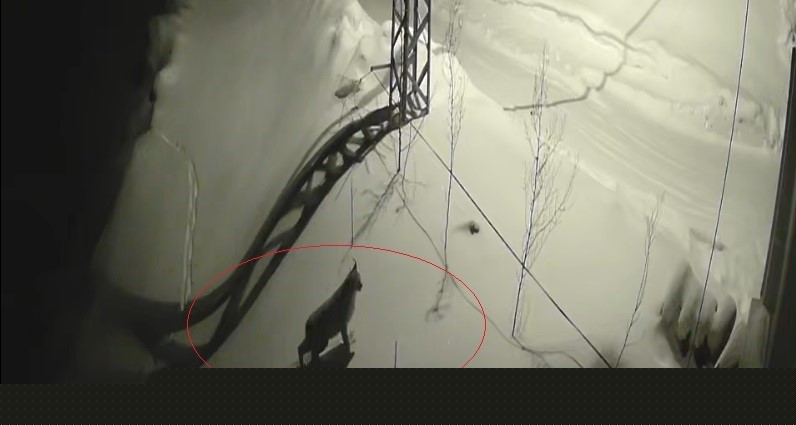 Bayburt’ta köye inen vaşak güvenlik kamerasında: Yol kenarında durup çevreyi izledi
