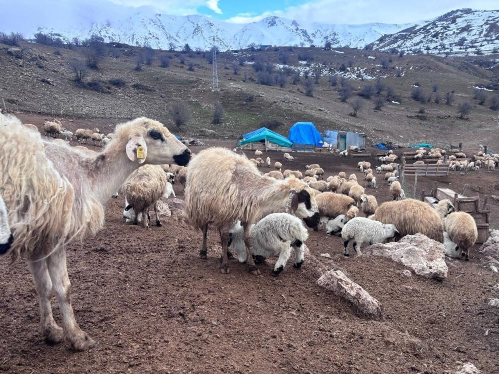 Bayburt’ta küçükbaş hayvancılığa destek başvuruları sürüyor
