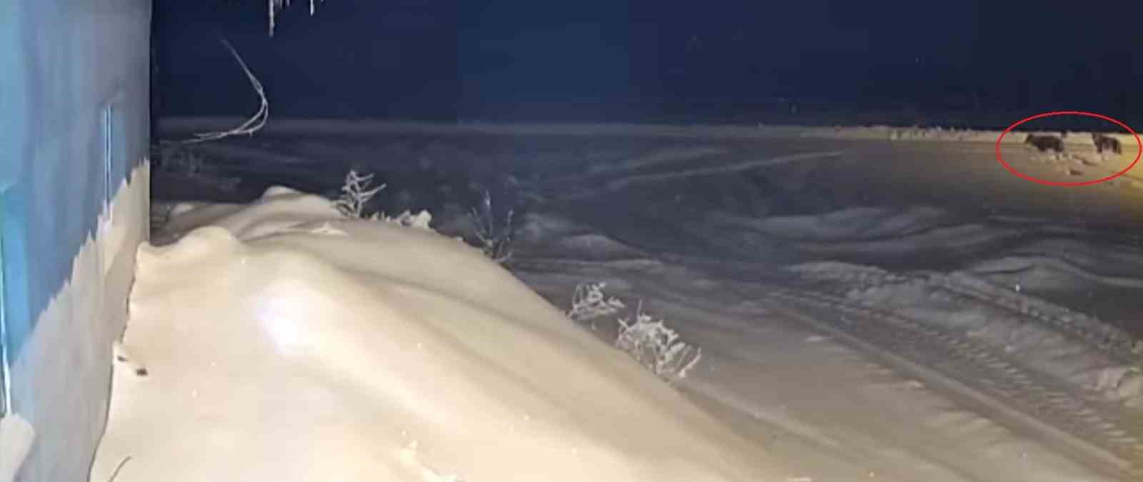 Bayburt’ta kurt sürüsünün köpeği kovaladığı anlar kamerada
