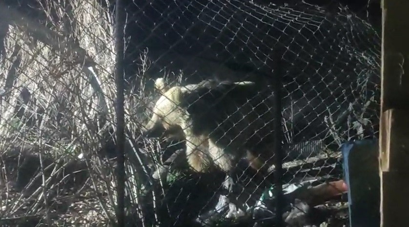 Bayburt’ta şantiye alanına inen ayı vatandaşın sesini duyunca böyle kaçtı
