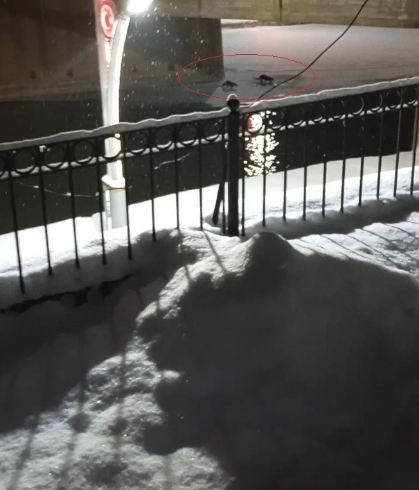 Bayburt’ta su samuru bu kez eşiyle birlikte görüntülendi
