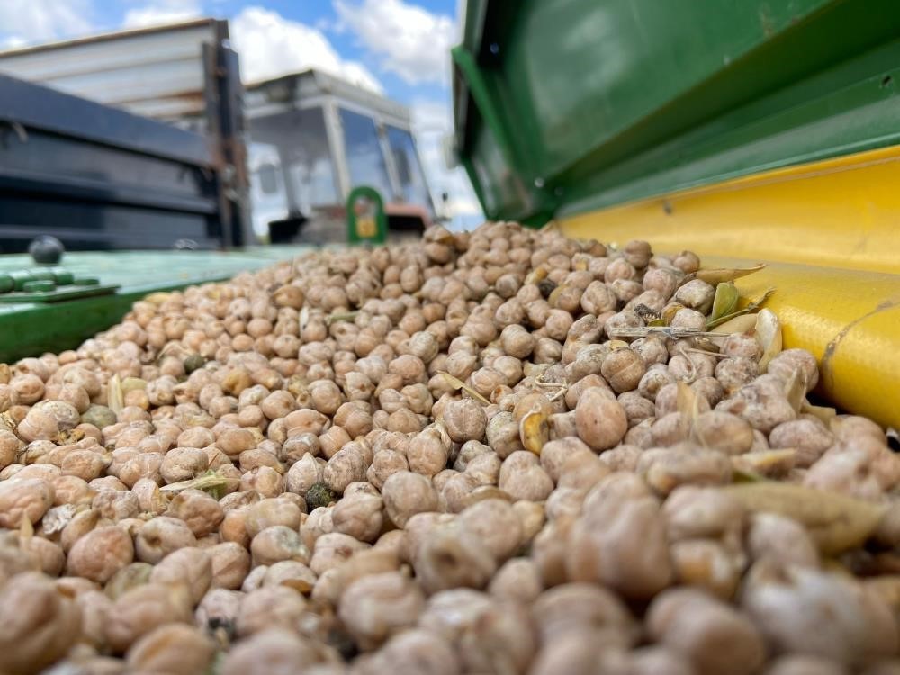 Bayburt’ta üreticilere yüzde 75 hibeli nohut tohumu desteği
