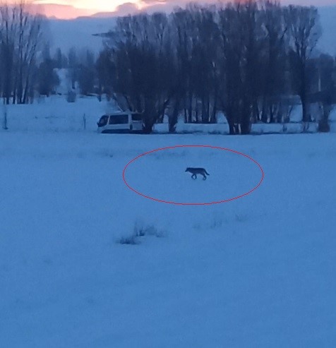 Bayburt’un Arpalı beldesinde 3 kurt görüldü
