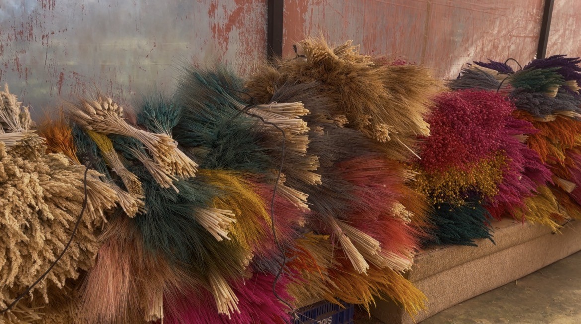 Bayındır nergis kokacak: Nergis ve Kuru Çiçek Festivali başlıyor
