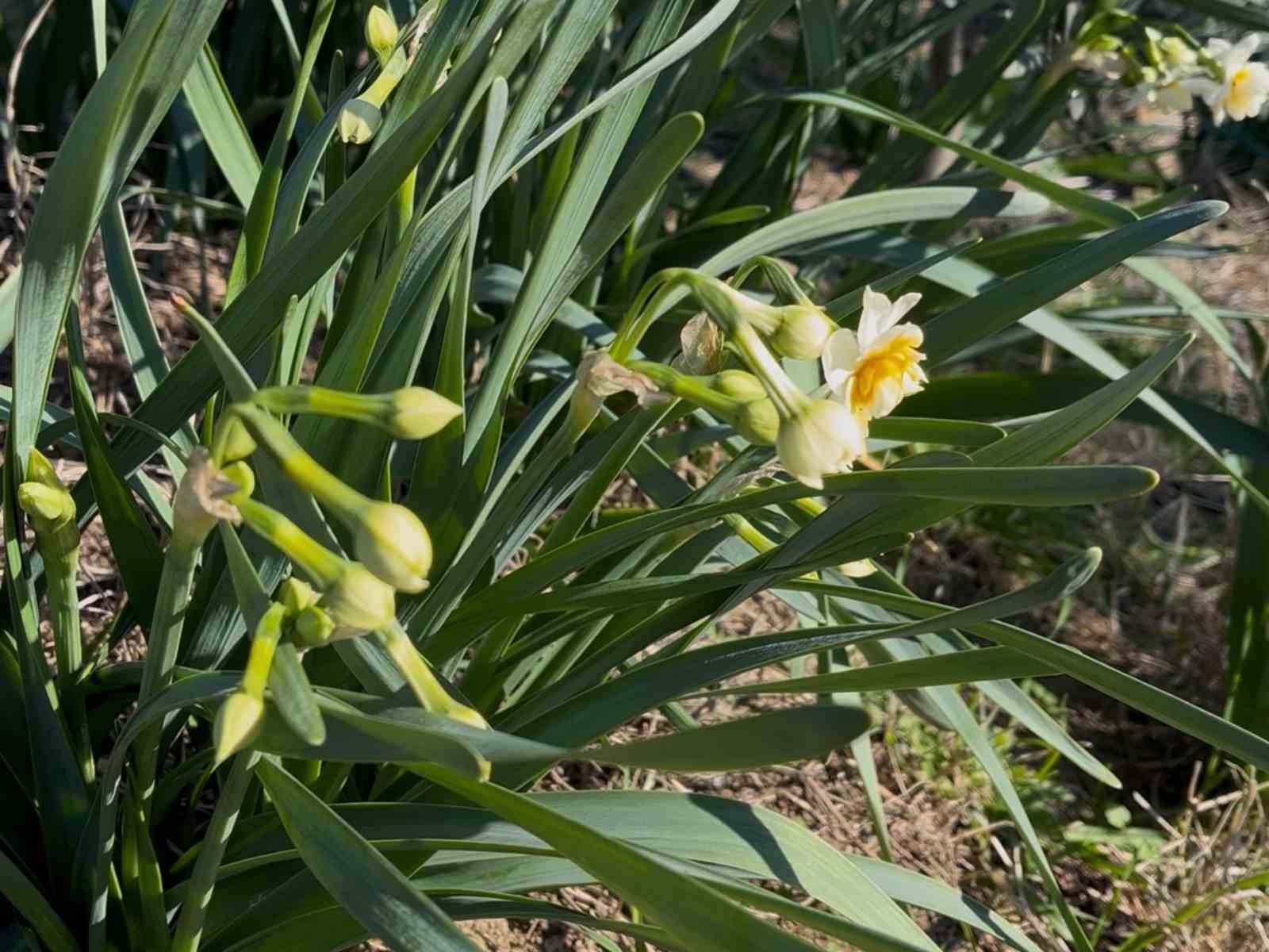 Bayındır nergis kokacak: Nergis ve Kuru Çiçek Festivali başlıyor
