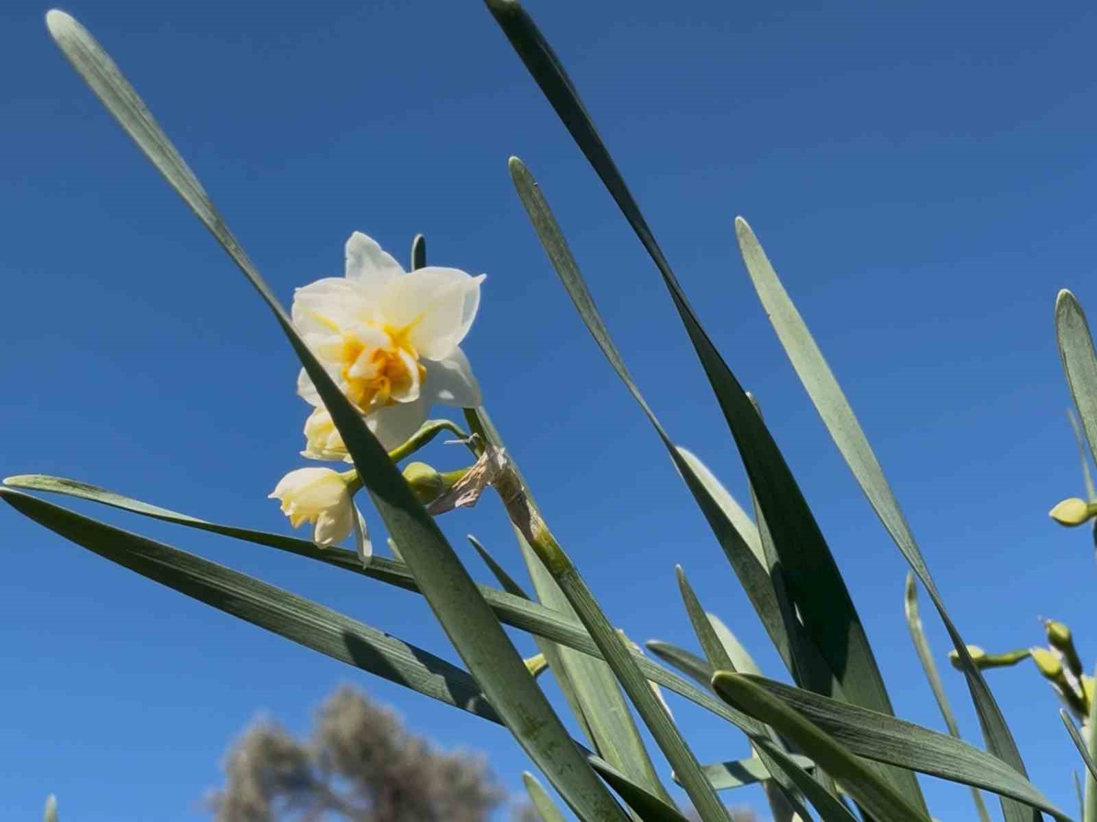Bayındır nergis kokacak: Nergis ve Kuru Çiçek Festivali başlıyor
