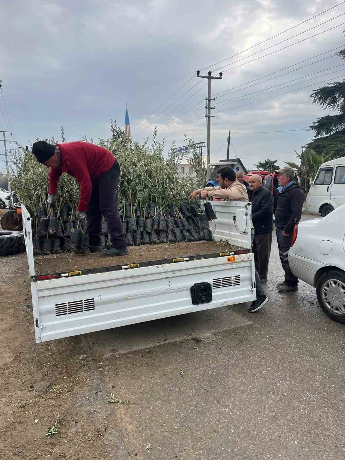 Bayındır’da üreticilere zeytin fidanı desteği
