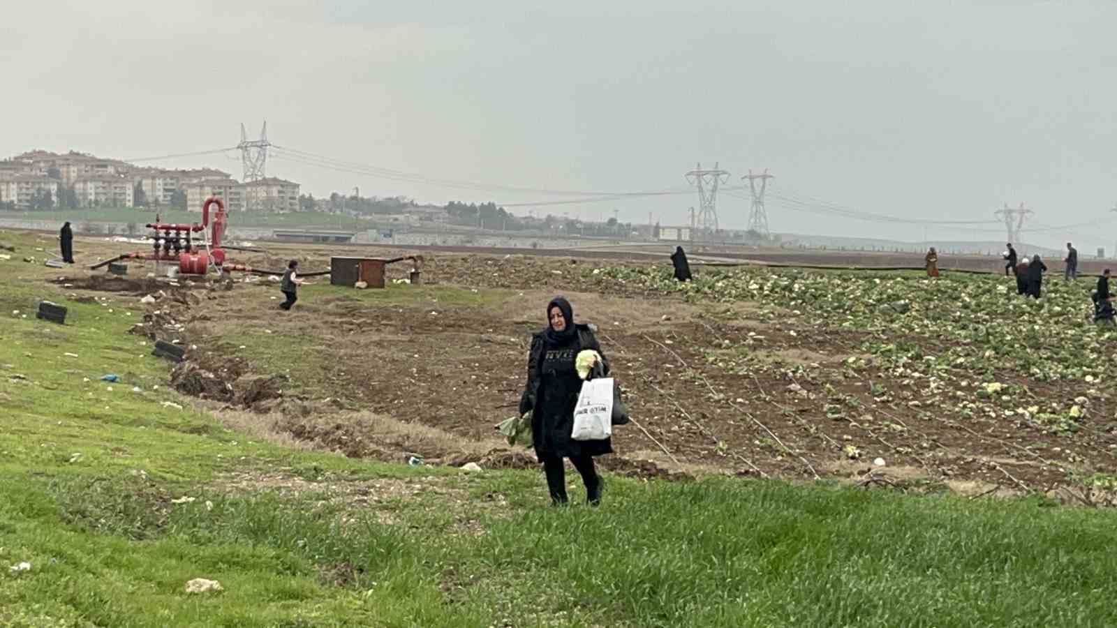 Bedava lahanayı duyan yağmura rağmen tarlaya akın etti
