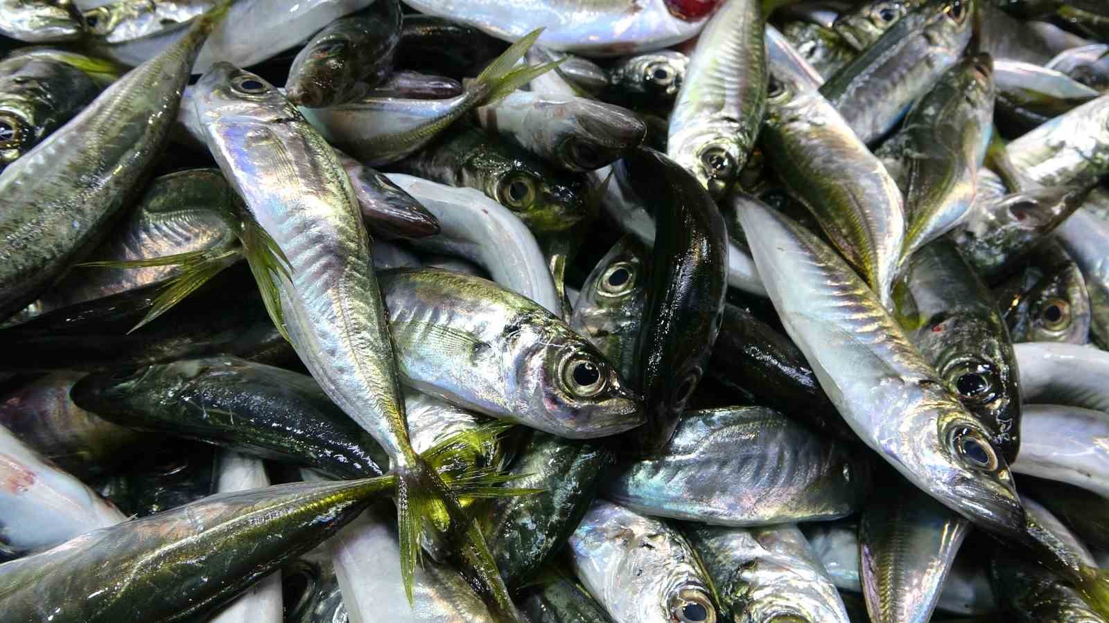 Beklenen Gürcistan hamsisi gelmeyince tezgahlar buzhane hamsisine kaldı
Beklenen Gürcistan hamsisi gelmeyince tezgahlar buzhane hamsisine kaldı