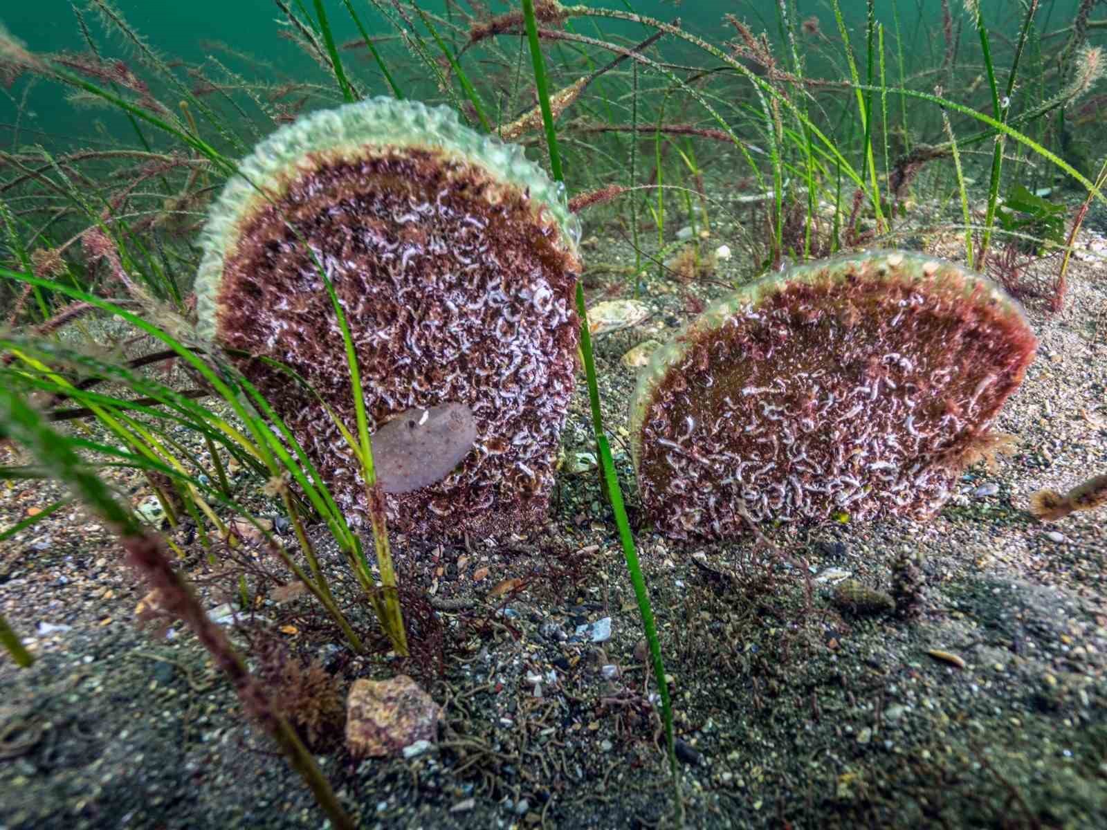 Belediye başkanı dalış yaptı, su altından müjdeyle çıktı
