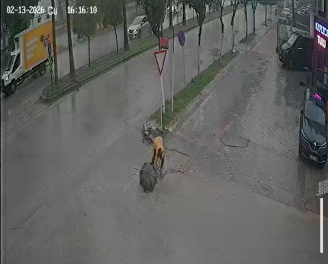 Belediyenin çakıl dökerek kapatmaya çalıştığı çukura takılan kadın hastanelik oldu
