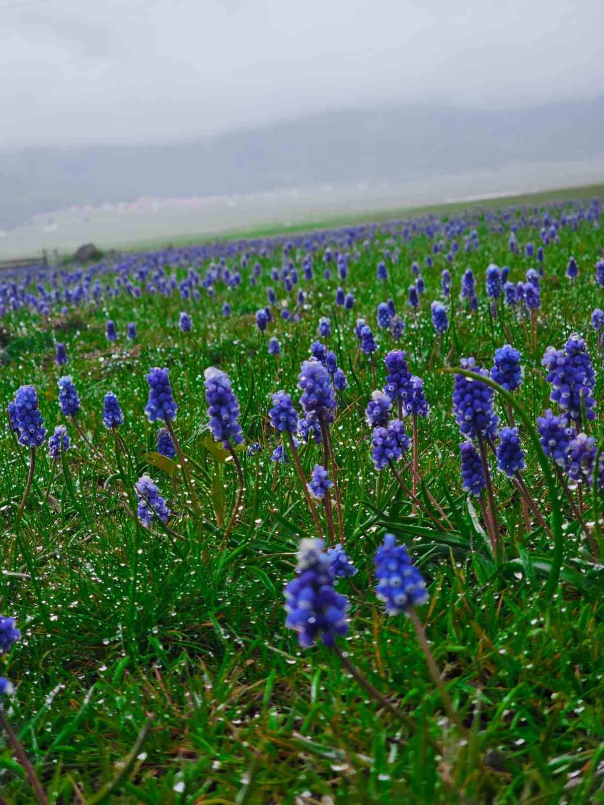Benli yaylasındaki menderesler havadan görüntülendi
