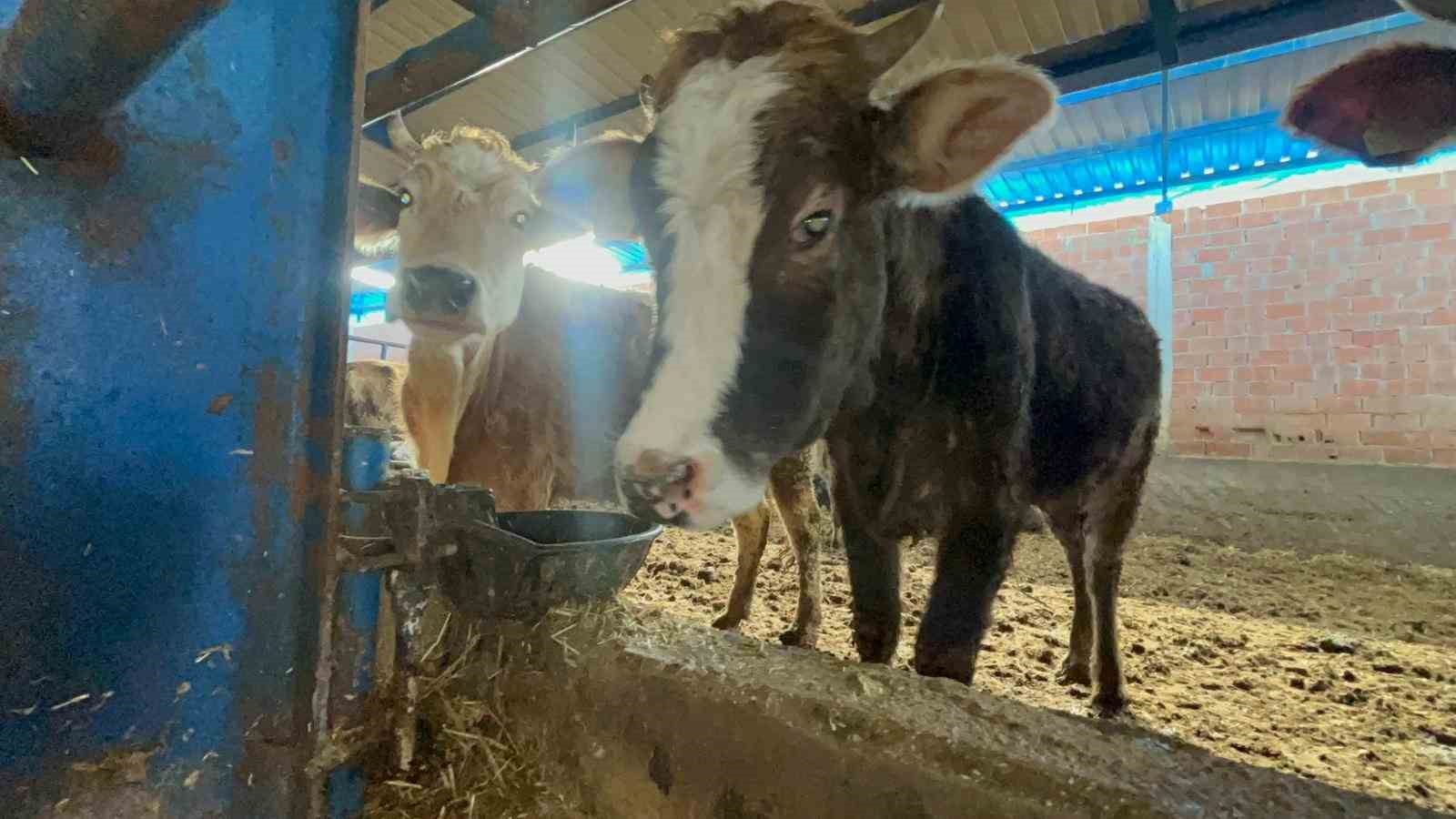 Besiciler donan su şebeklerini açmak için uğraşıyor
