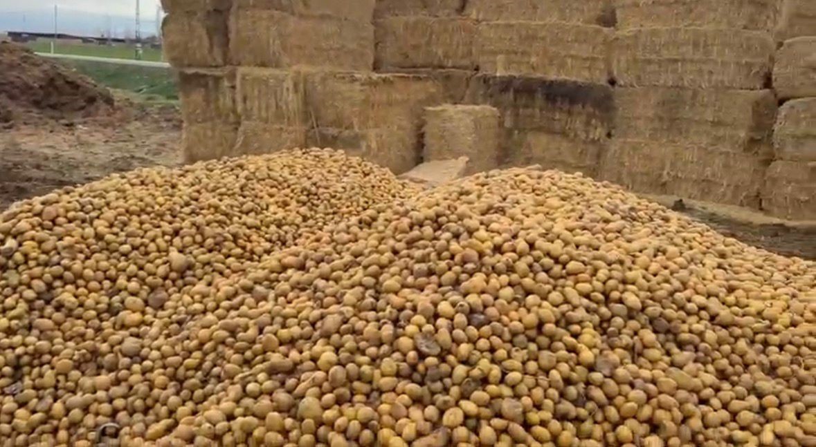 Besiciler hayvanlara patates yedirerek yemden tasarruf ediyor
