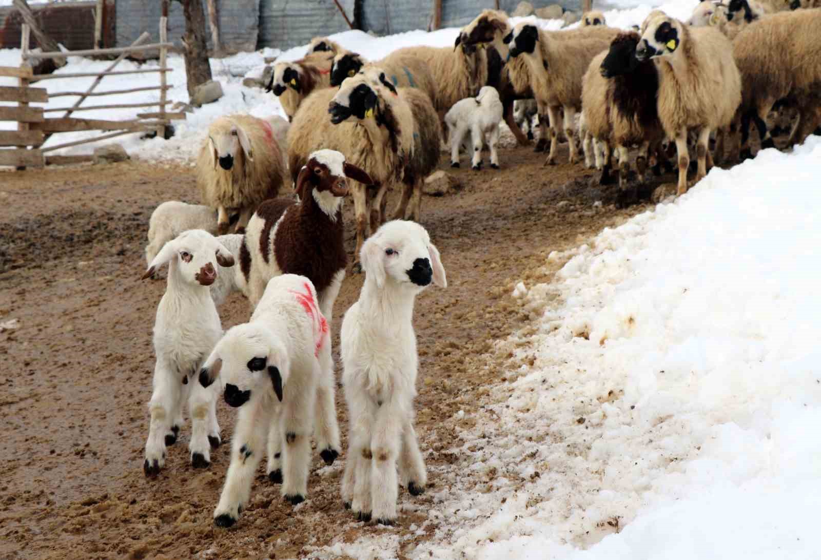 Besiciler uykusuz, kuzular güvende
Besiciler uykusuz, kuzular güvende