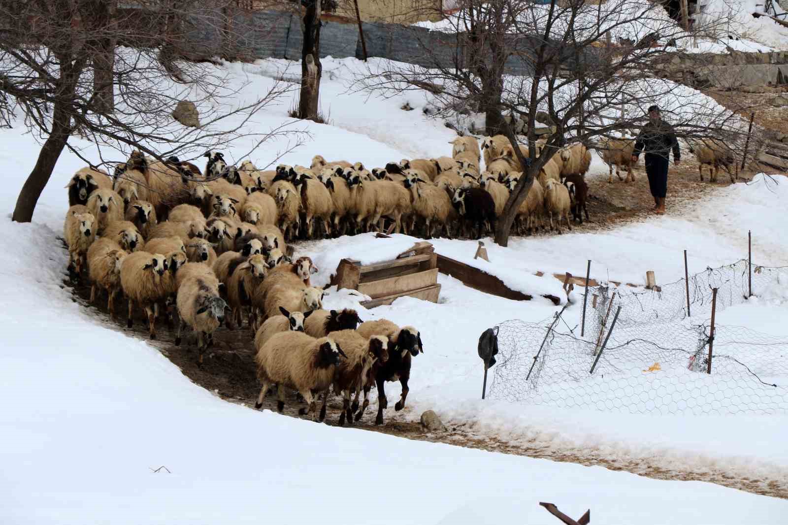Besiciler uykusuz, kuzular güvende
Besiciler uykusuz, kuzular güvende