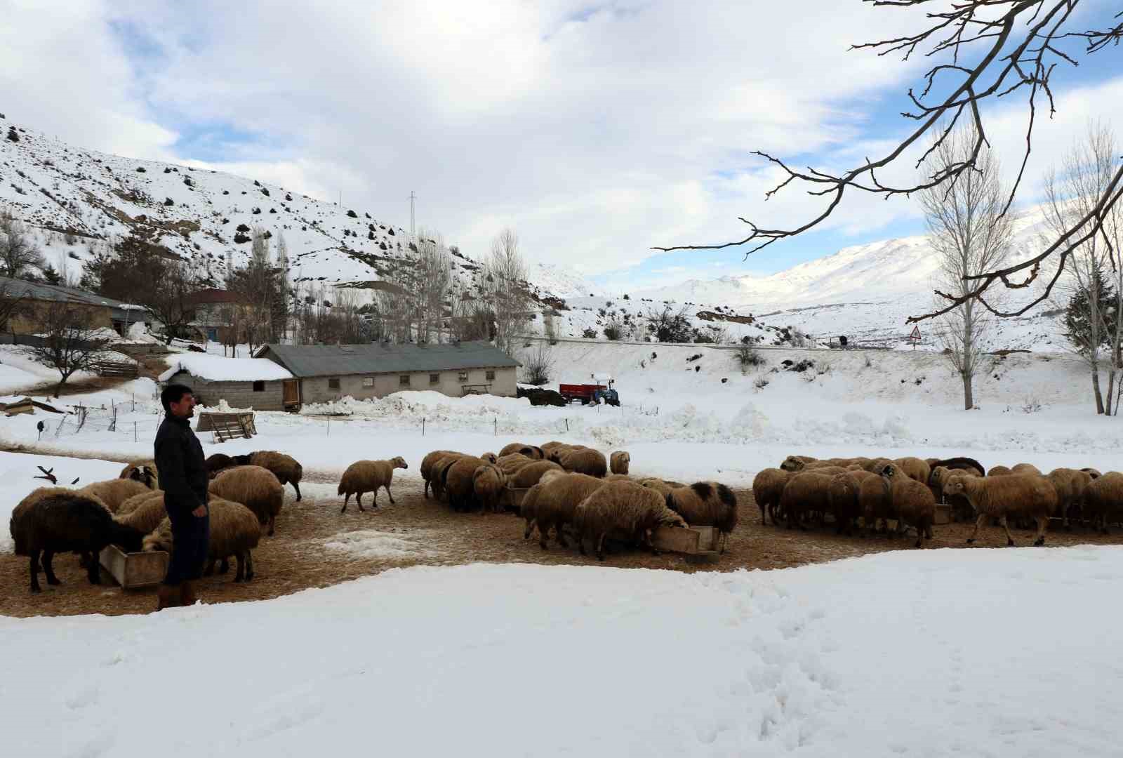 Besiciler uykusuz, kuzular güvende
Besiciler uykusuz, kuzular güvende