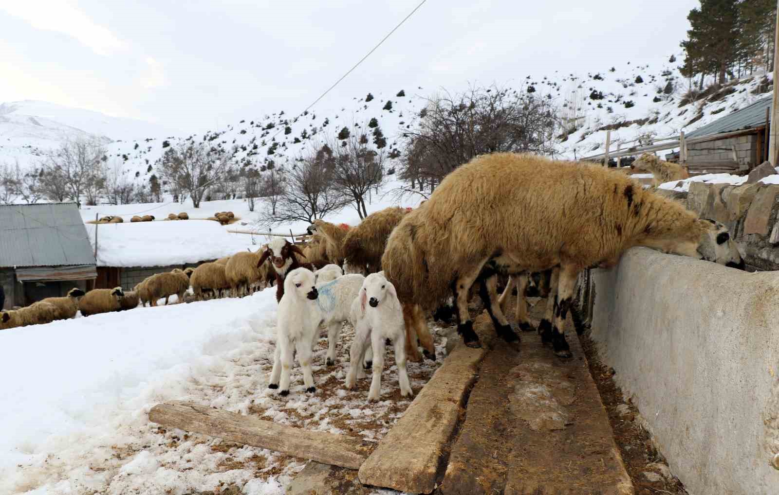 Besiciler uykusuz, kuzular güvende
Besiciler uykusuz, kuzular güvende