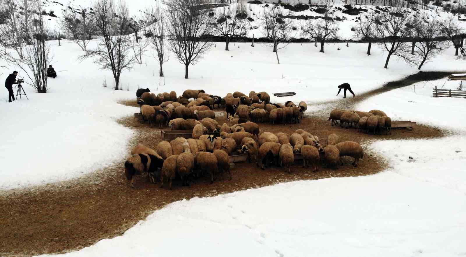 Besiciler uykusuz, kuzular güvende
Besiciler uykusuz, kuzular güvende