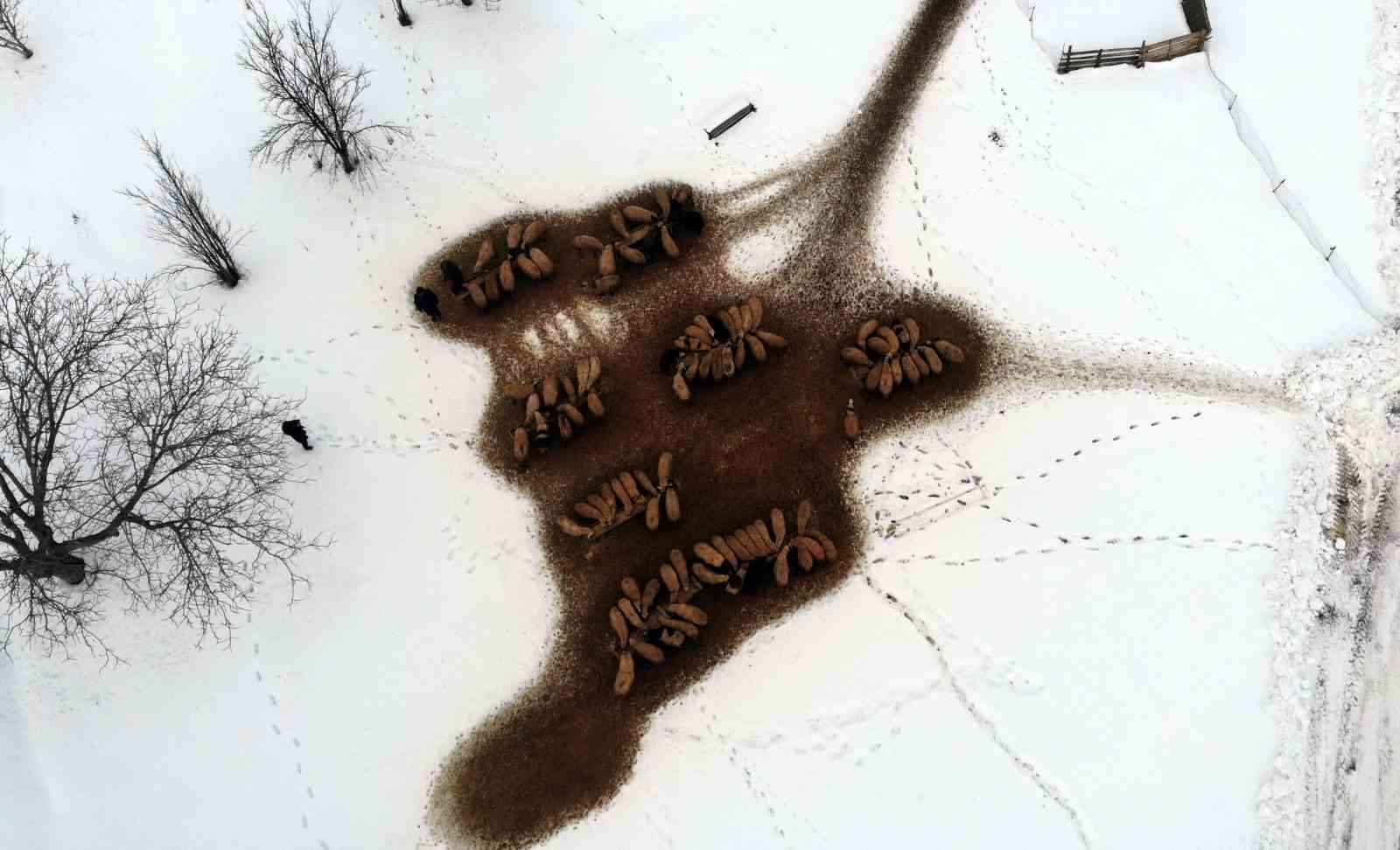 Besiciler uykusuz, kuzular güvende
Besiciler uykusuz, kuzular güvende