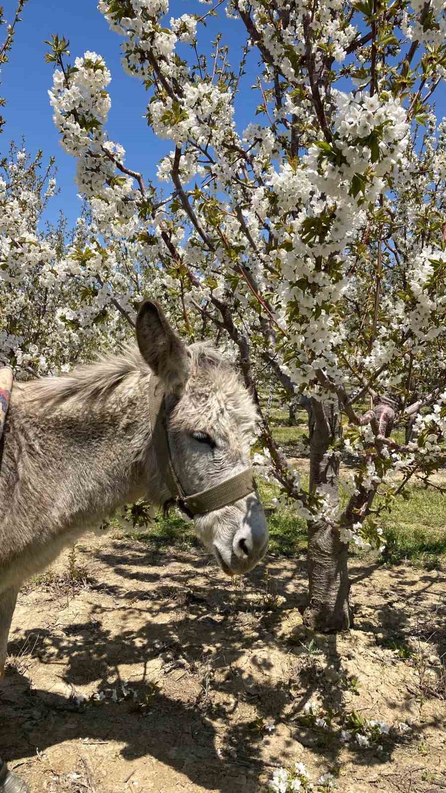 Beşinci ‘Kiraz Çiçeği Fotoğraf Etkinliği’ gerçekleştirildi
