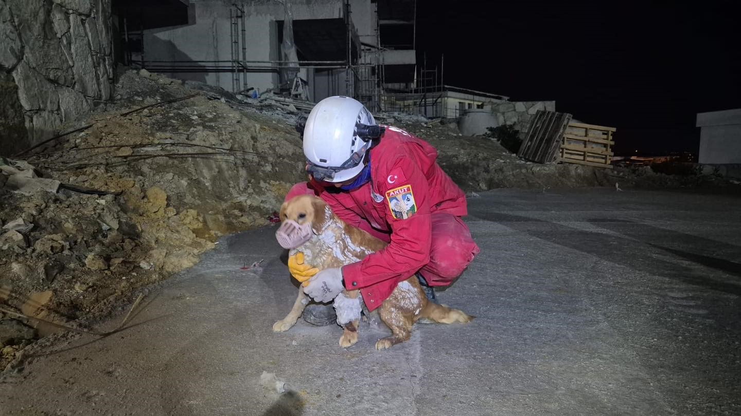 Betonun içine sıkışan köpek kurtarıldı
