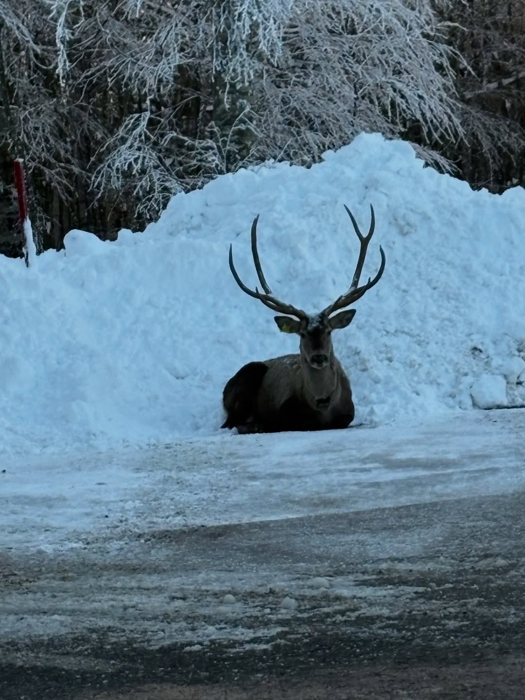 Beyaza bürünen doğada kızıl geyik sürprizi
