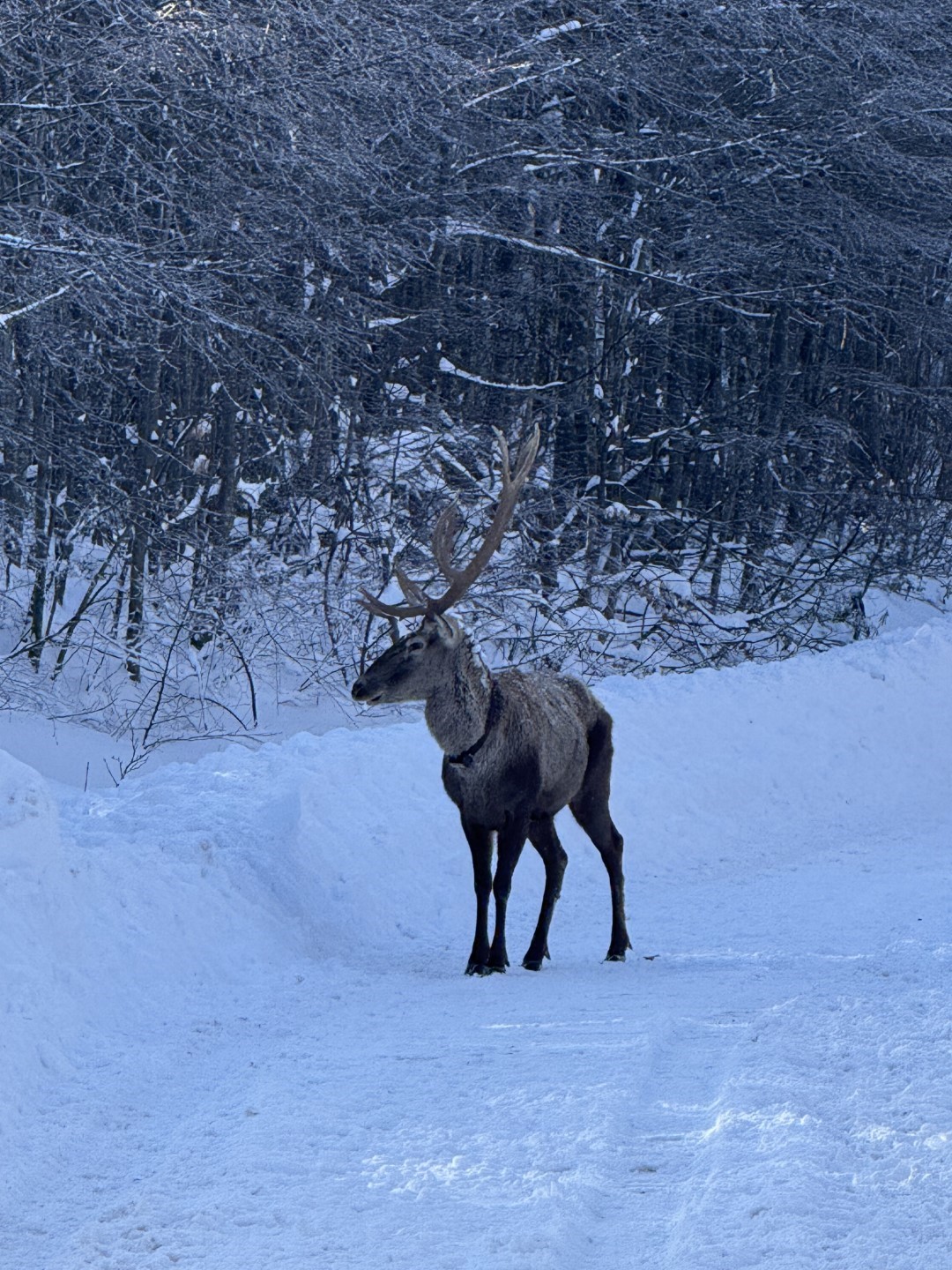 Beyaza bürünen doğada kızıl geyik sürprizi
