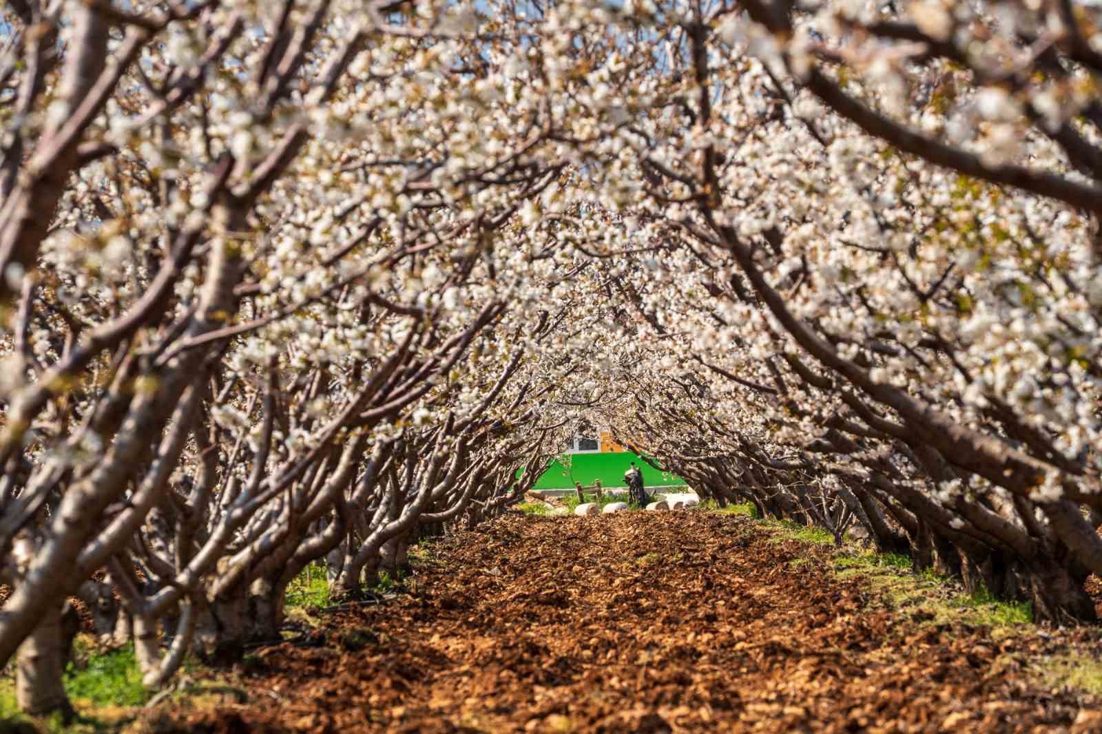Beyaza bürünen kiraz ağaçları görsel şölen oluşturdu
