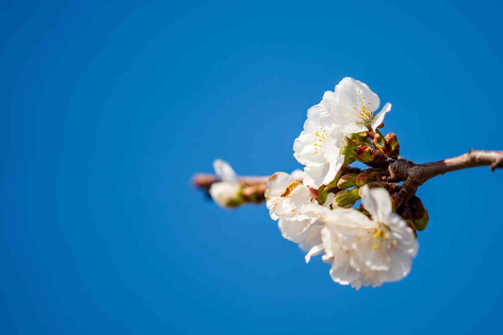 Beyaza bürünen kiraz ağaçları görsel şölen oluşturdu
