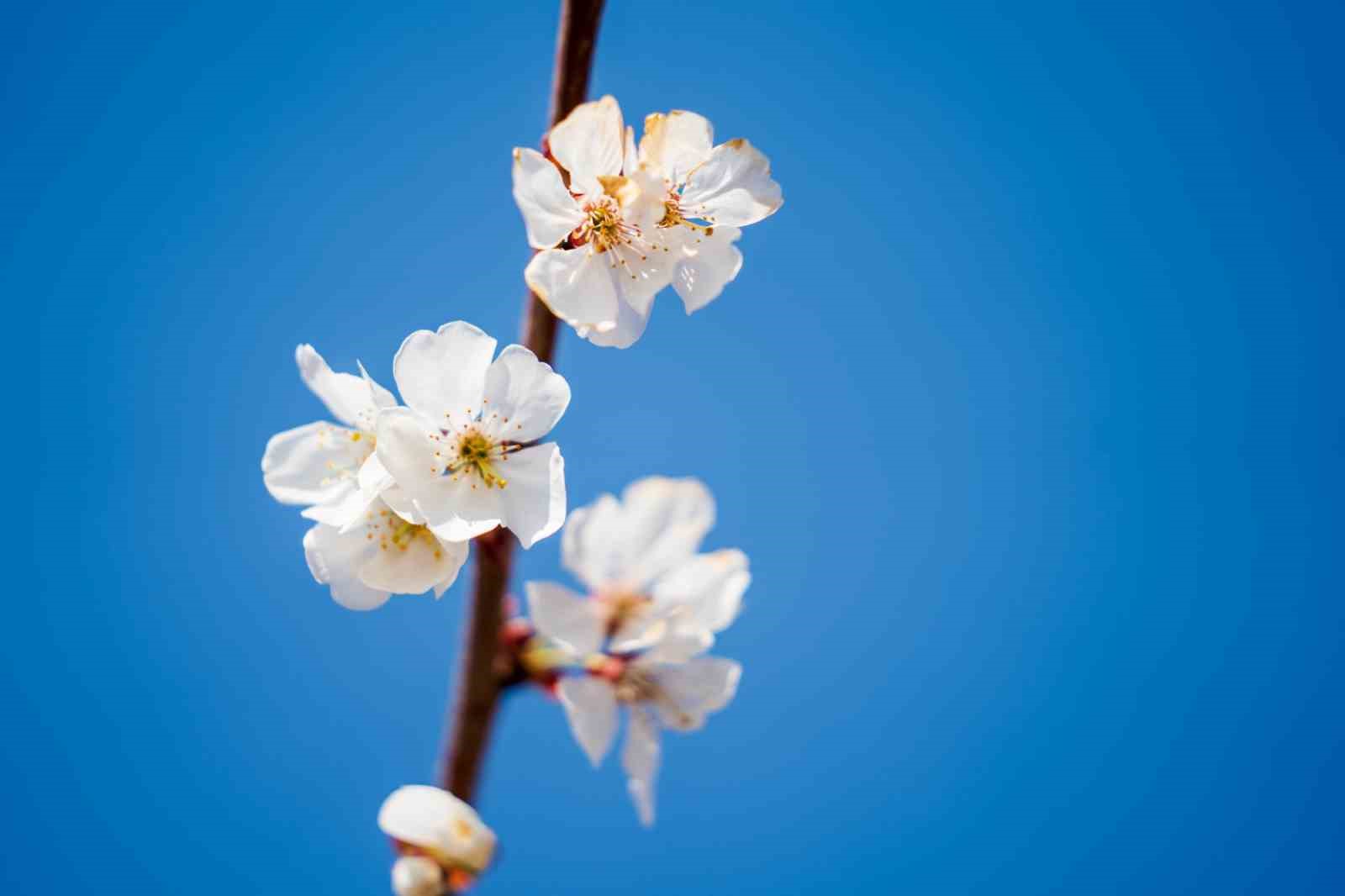 Beyaza bürünen kiraz ağaçları görsel şölen oluşturdu
