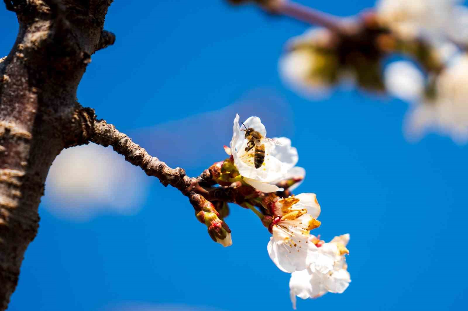 Beyaza bürünen kiraz ağaçları görsel şölen oluşturdu
