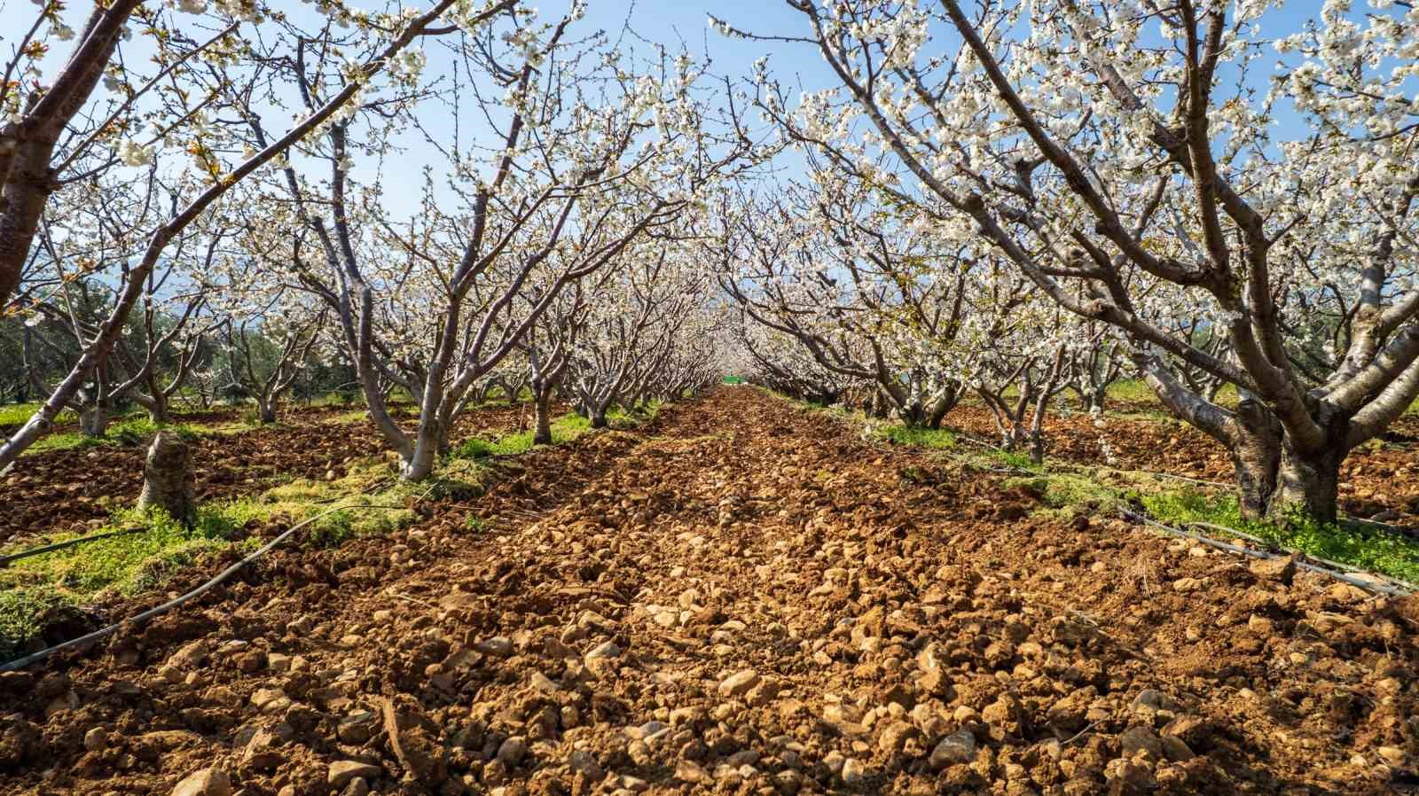 Beyaza bürünen kiraz ağaçları görsel şölen oluşturdu
