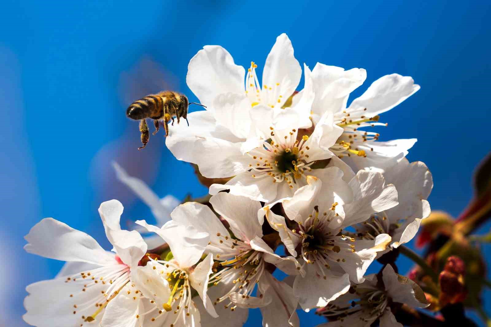 Beyaza bürünen kiraz ağaçları görsel şölen oluşturdu
