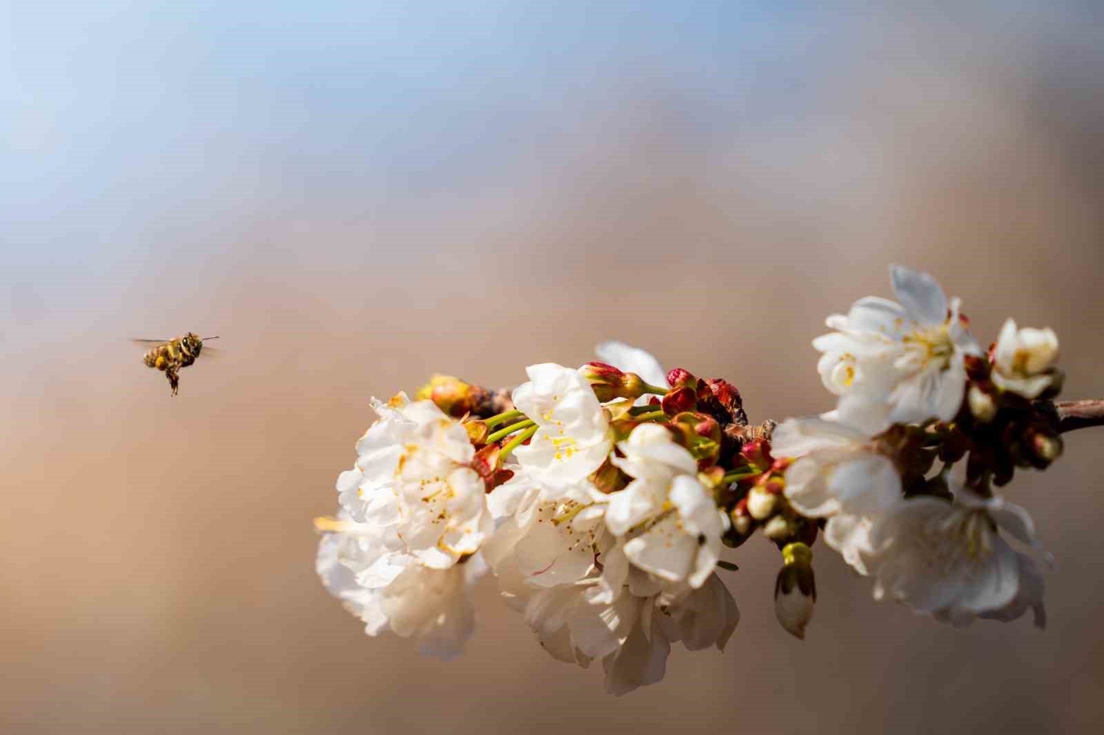 Beyaza bürünen kiraz ağaçları görsel şölen oluşturdu

