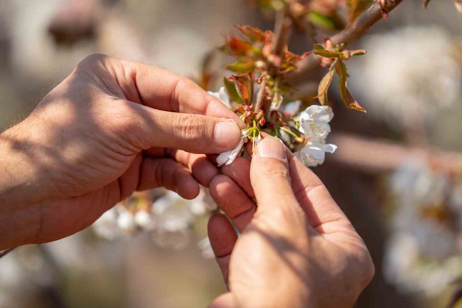 Beyaza bürünen kiraz ağaçları görsel şölen oluşturdu
