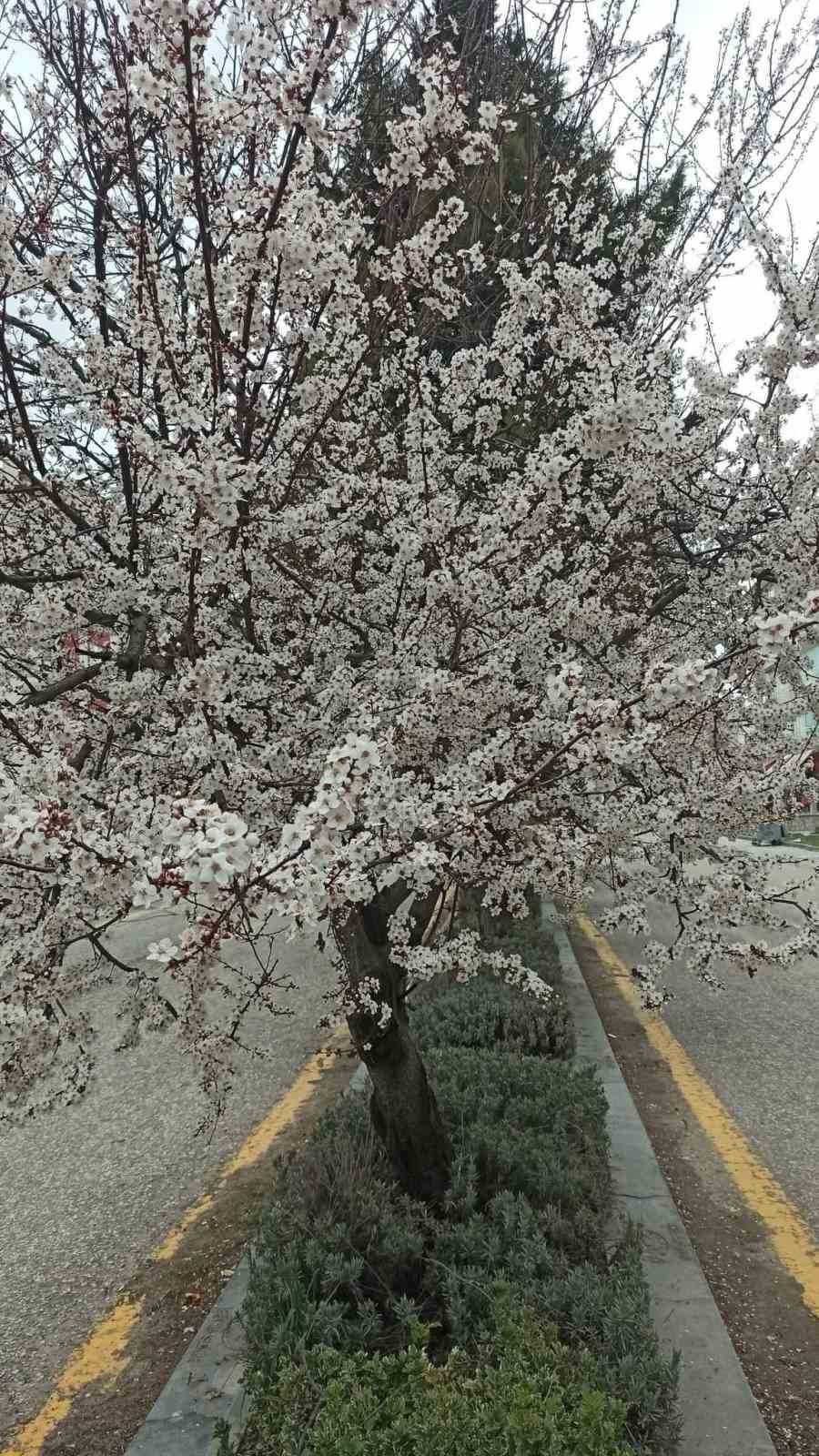 Beypazarı’nda badem ve kayısı ağaçları çiçek açtı
