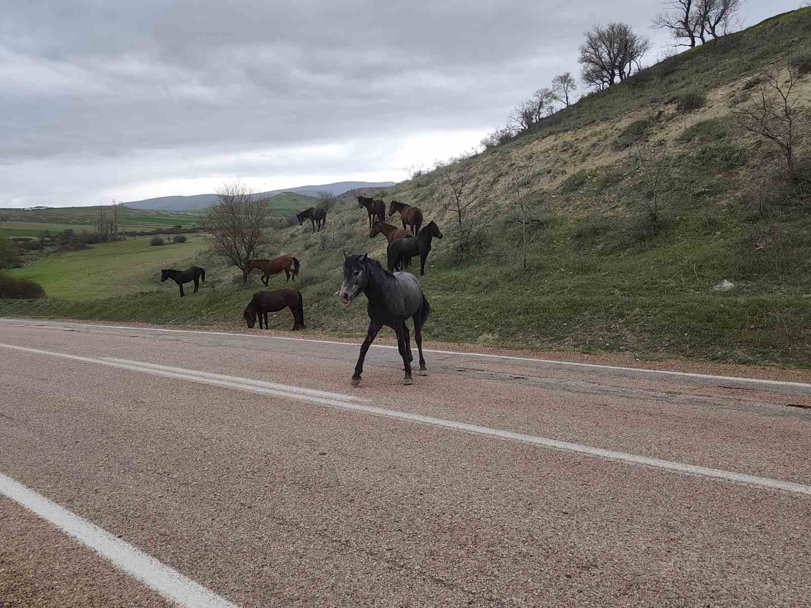 Beypazarı’nda yılkı atları görüntülendi
