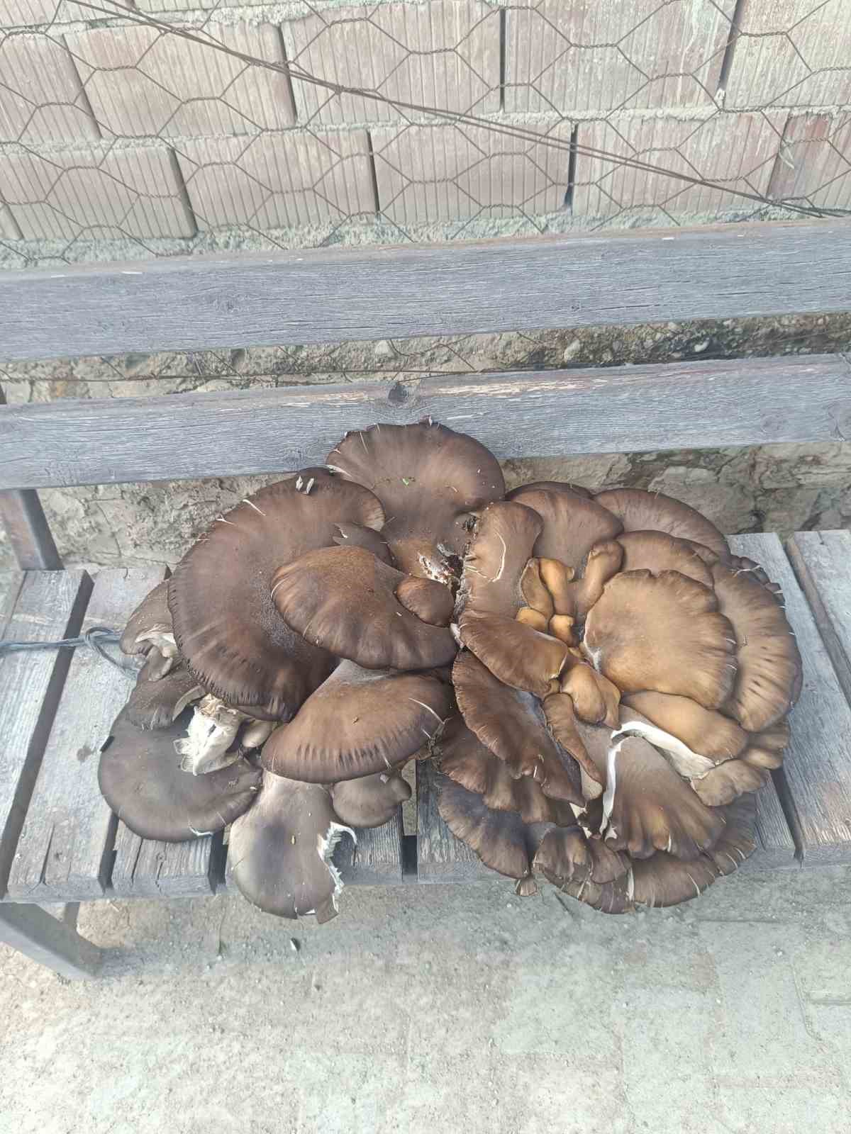 Beyşehir’de doğada bulduğu 10 kiloluk mantar şaşırttı
