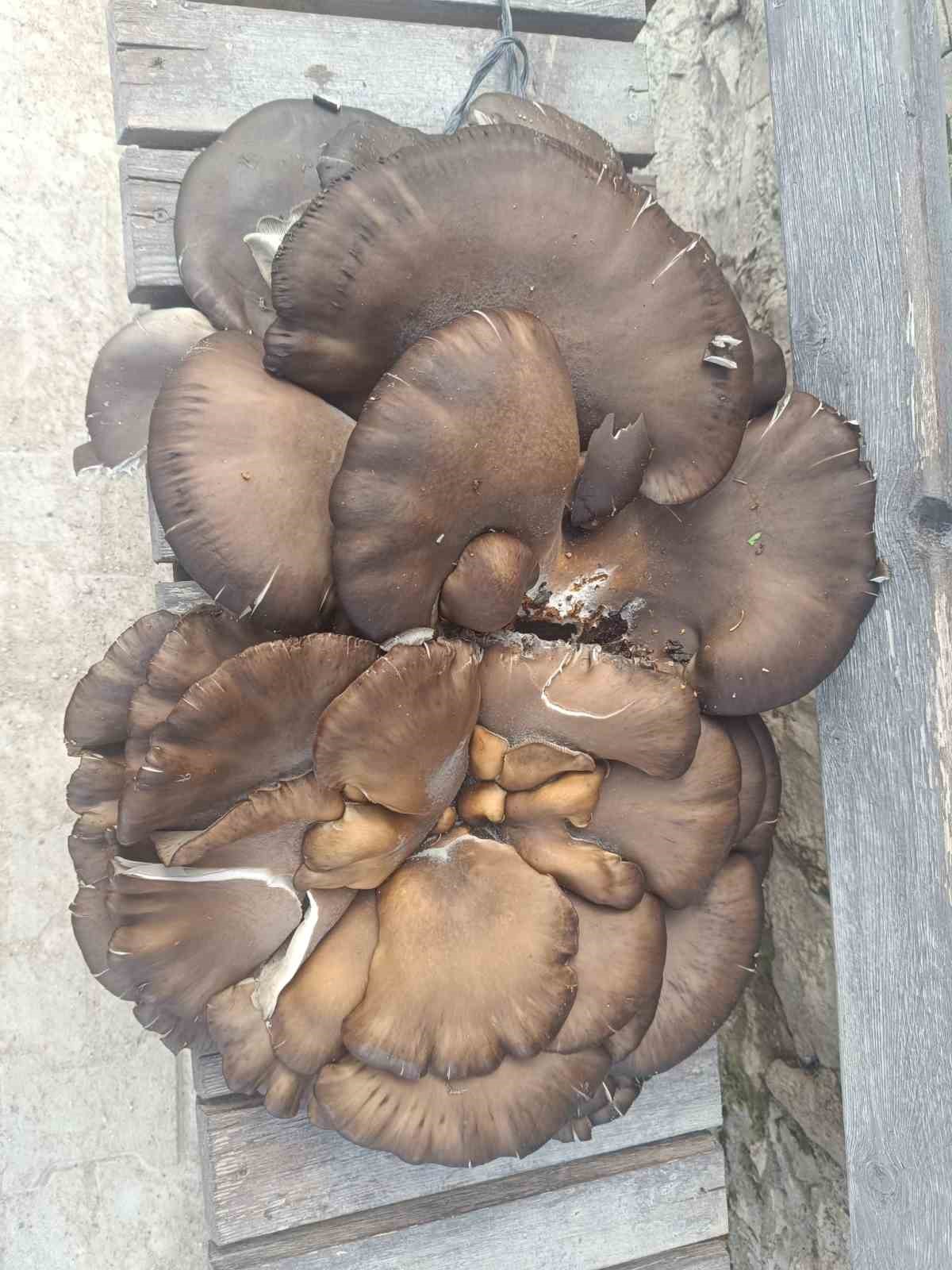 Beyşehir’de doğada bulduğu 10 kiloluk mantar şaşırttı
