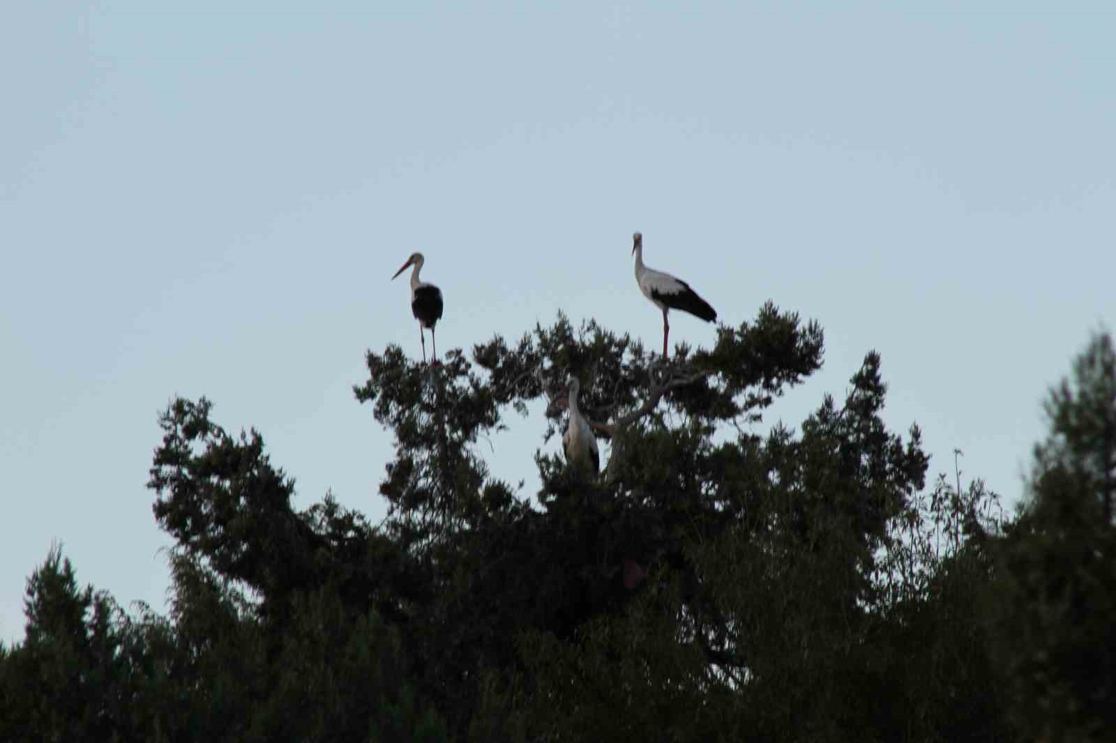 Beyşehir’de yuvalar şenlendi, leylekler vadisi canlandı
