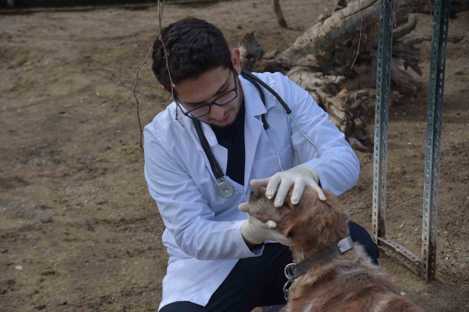 Bilecik Belediyesi Sokak Hayvanları Tedavi ve Rehabilitasyon Merkezi’nde mutlu yaşam
