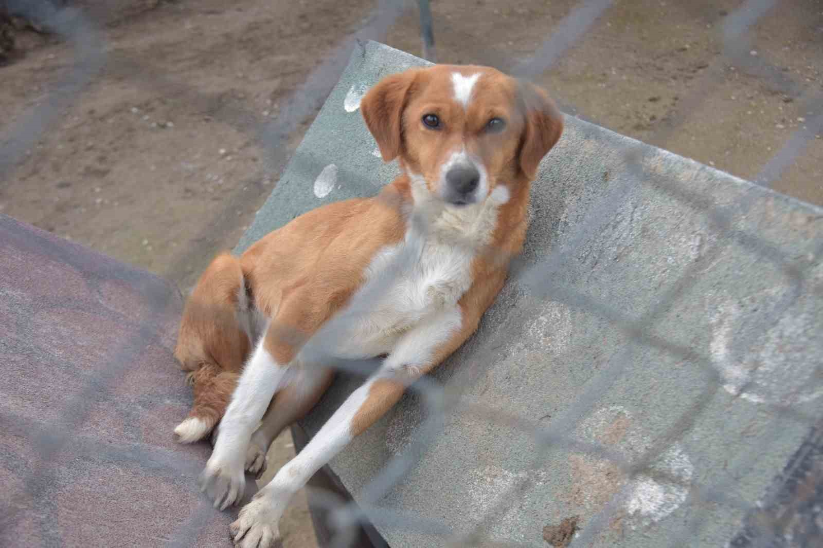 Bilecik Belediyesi Sokak Hayvanları Tedavi ve Rehabilitasyon Merkezi’nde mutlu yaşam
