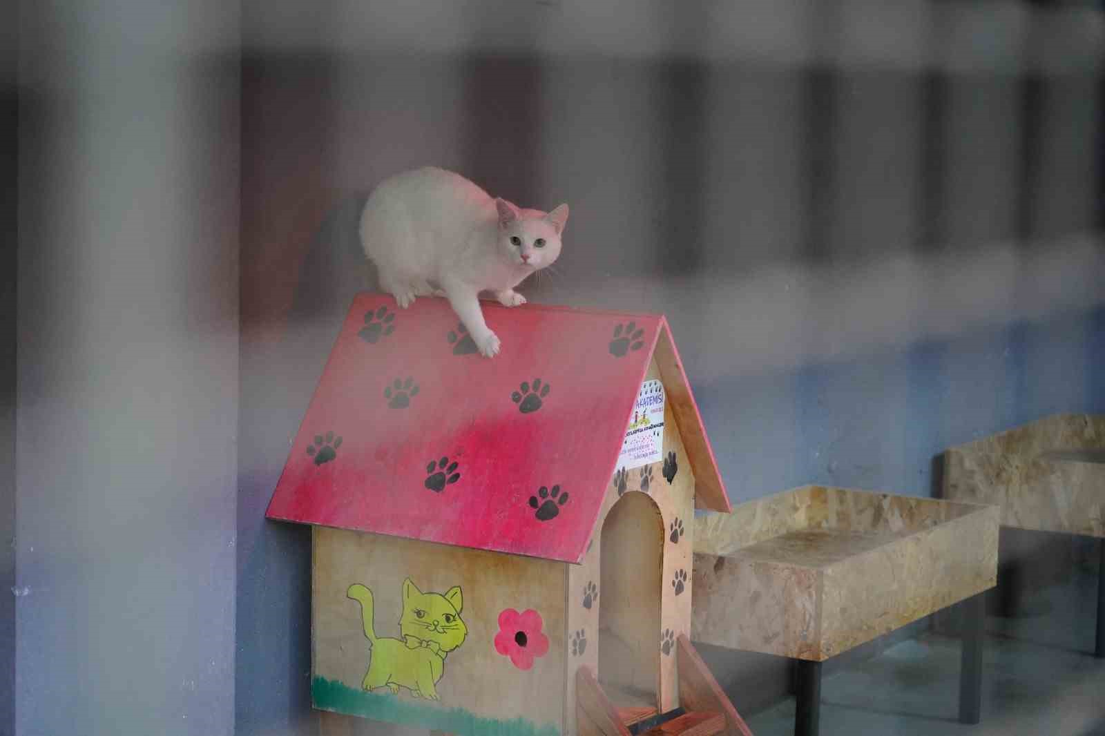 Bilecik Belediyesi Sokak Hayvanları Tedavi ve Rehabilitasyon Merkezi’nde mutlu yaşam
