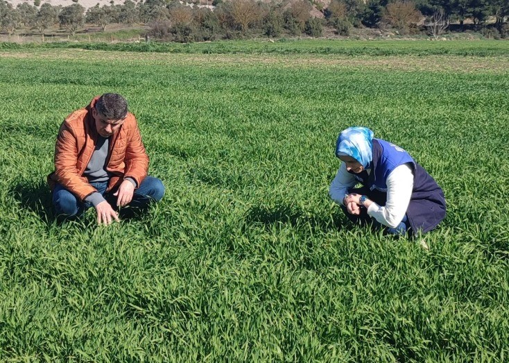 Bilecik’te buğday ekili alanlar denetlendi
