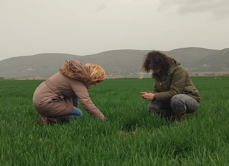 Bilecik’te buğday ekili alanlar denetlendi
