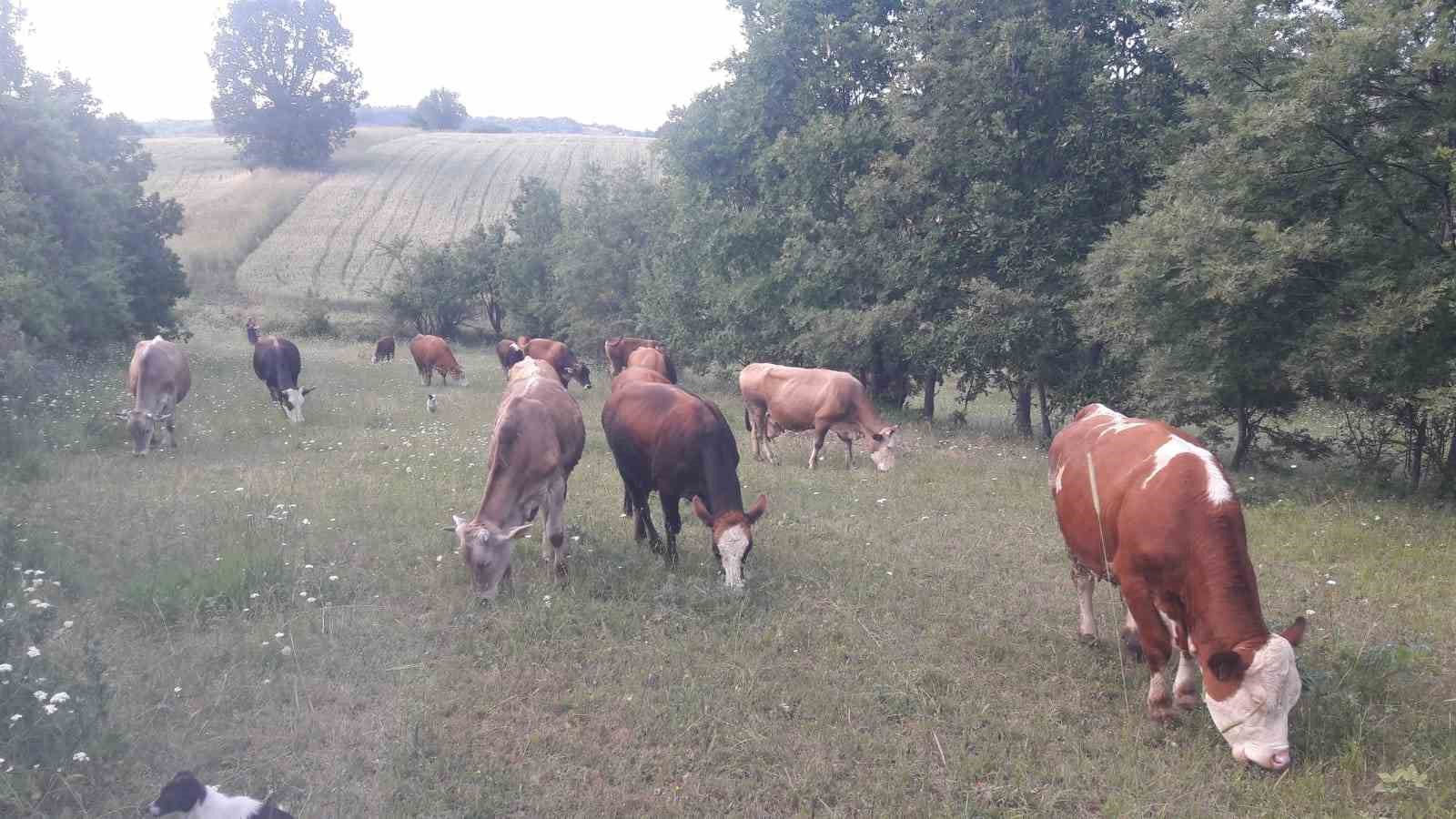 Bilecik’te şap alarmı: Hayvan giriş-çıkışları yasaklandı
Bilecik’te şap alarmı: Hayvan giriş-çıkışları yasaklandı
